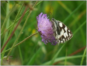 Tagfalter_001_jiw.jpg Tagfalter_001_jiw.jpg