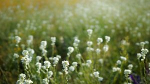 Mini_DP2Q0486.jpg Mini_DP2Q0486.jpg