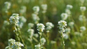 Mini_DP2Q0489.jpg Mini_DP2Q0489.jpg