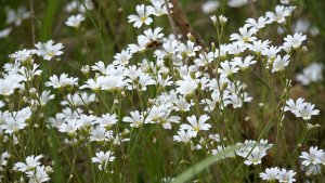 Mini_P1196945.jpg Mini_P1196945.jpg