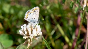 Mini_P1197648.jpg Mini_P1197648.jpg