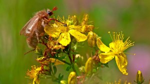 Mini_P1219368.jpg Mini_P1219368.jpg