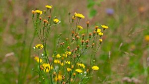 Mini_P1219545PS.jpg Mini_P1219545PS.jpg