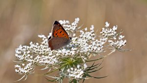 Mini_P1231238.jpg Mini_P1231238.jpg