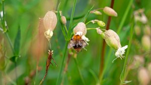 Mini_P1242890_filtered.jpg Mini_P1242890_filtered.jpg