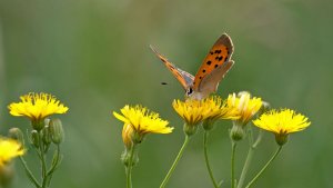 Mini_Stack_P1231095.jpg Mini_Stack_P1231095.jpg