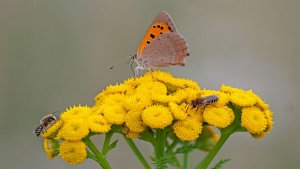 Mini_Stack_P1242799_filtered.jpg Mini_Stack_P1242799_filtered.jpg