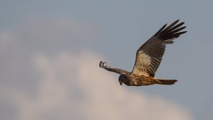 Polder Lüsche_IMG_2292()-20210804.jpg