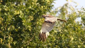 Polder Lüsche_IMG_2326()-20210804.jpg