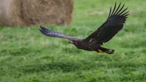 Osterfeiner Moor_IMG_2869()-20210809.jpg