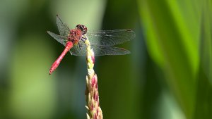 Cloppenburg Spaziergang_IMG_3230()-20210812.jpg