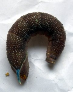 DSCF3787a.jpg DSCF3787a.jpg