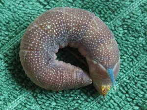 DSCF3792a.jpg DSCF3792a.jpg