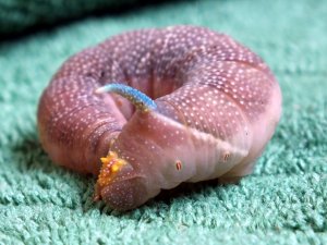 DSCF3796a.jpg DSCF3796a.jpg