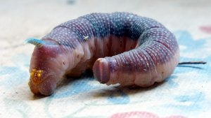 DSCF3799a.jpg DSCF3799a.jpg