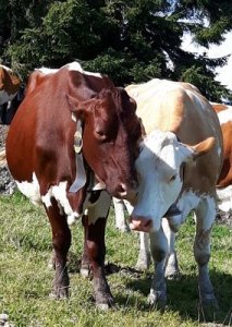 tirol-5d33c79c-8f0f-4356-a5d1-4f2a20ae998e (1).jpg