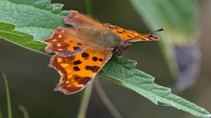 Polder Lüsche_IMG_3289()-20210818_02.jpg