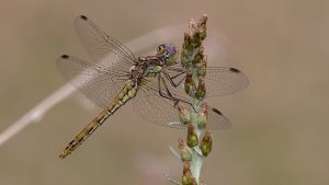 Cloppenburg Streuobstwiese_IMG_3816(Sympetrum meridionale ?)-20210821.jpg