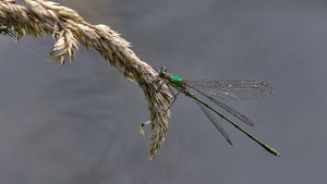 Polder Lüsche_IMG_3794(Chalcolestes viridis ?)-20210821.jpg