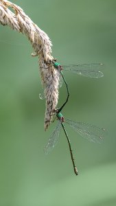 Polder Lüsche_IMG_3803(Chalcolestes viridis ?)-20210821.jpg