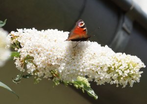 Inachis io- Tagpfauenauge.jpg