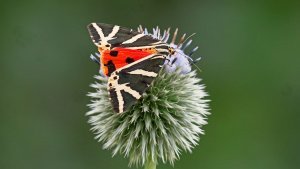 Mini_P1265282.jpg Mini_P1265282.jpg