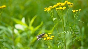 Mini_P1470327.jpg Mini_P1470327.jpg