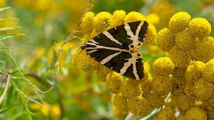 Mini_Stack_P1470149.jpg Mini_Stack_P1470149.jpg