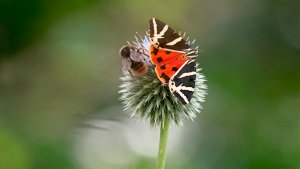 Mini_P1265345_filtered.jpg Mini_P1265345_filtered.jpg