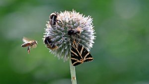 Mini_P1265766_filtered.jpg Mini_P1265766_filtered.jpg