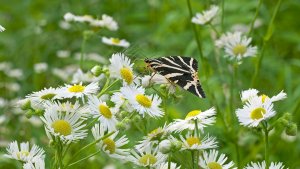 Mini_Stack_P1470362_filtered.jpg Mini_Stack_P1470362_filtered.jpg