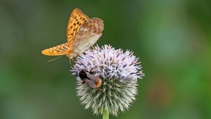 Mini_P1265325_filtered.jpg Mini_P1265325_filtered.jpg