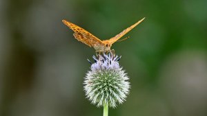 Mini_P1265333_filtered.jpg Mini_P1265333_filtered.jpg