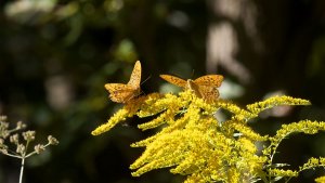 Mini_P1277252.jpg Mini_P1277252.jpg