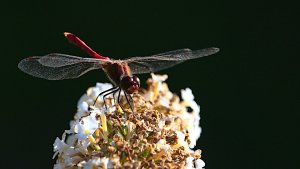 Emstek Teichgrundstück_IMG_4072()-20210907_01.jpg