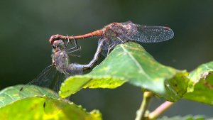 Auenlandschaft Hohenrode_IMG_4251()-20210920.jpg