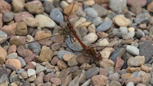 Auenlandschaft Hohenrode_IMG_4410()-20210920.jpg