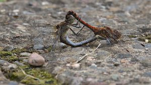 Auenlandschaft Hohenrode_IMG_4421()-20210920.jpg