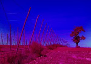 IR Hopfenstangen SDI3542.jpg