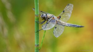 AF 2021-10-07 17-29-07 (A,Radius8,Smoothing6).jpg