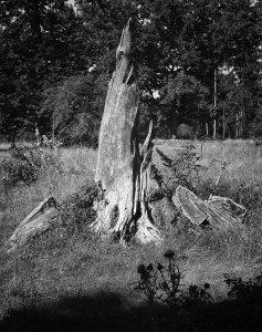 Hutung_SDI3375 kl.jpg