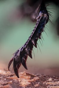 Mistkaefer_Fuß_112-B---Kopie.jpg