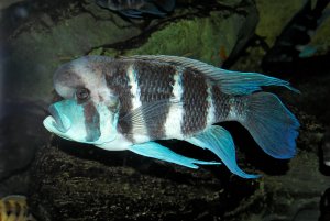 1000_300_kb_IMG_1020_DxO_raw.jpg 1000_300_kb_IMG_1020_DxO_raw.jpg