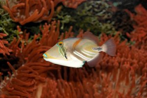 1000_300_kb_IMG_1031_DxO_raw.jpg 1000_300_kb_IMG_1031_DxO_raw.jpg