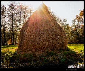 2021-10-31-_DSC5471-BE-BE FF Mogri 800.jpg