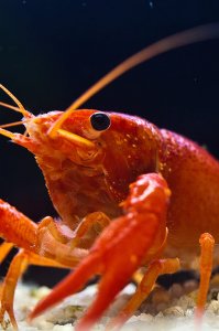 Aquarium_04.jpg Aquarium_04.jpg