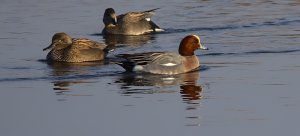 Osterfeiner Moor_3V5A1646()-20220109.jpg