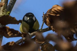 Cloppenburg Spaziergang_3V5A1773()-20220110.jpg