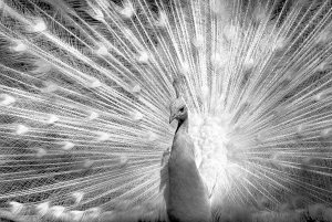 pfau_SW Kopie.jpg