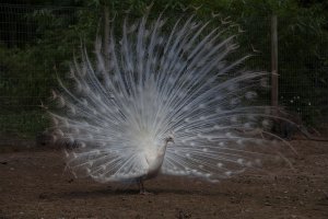 20120528-110252-4390-1 Kopie.jpg